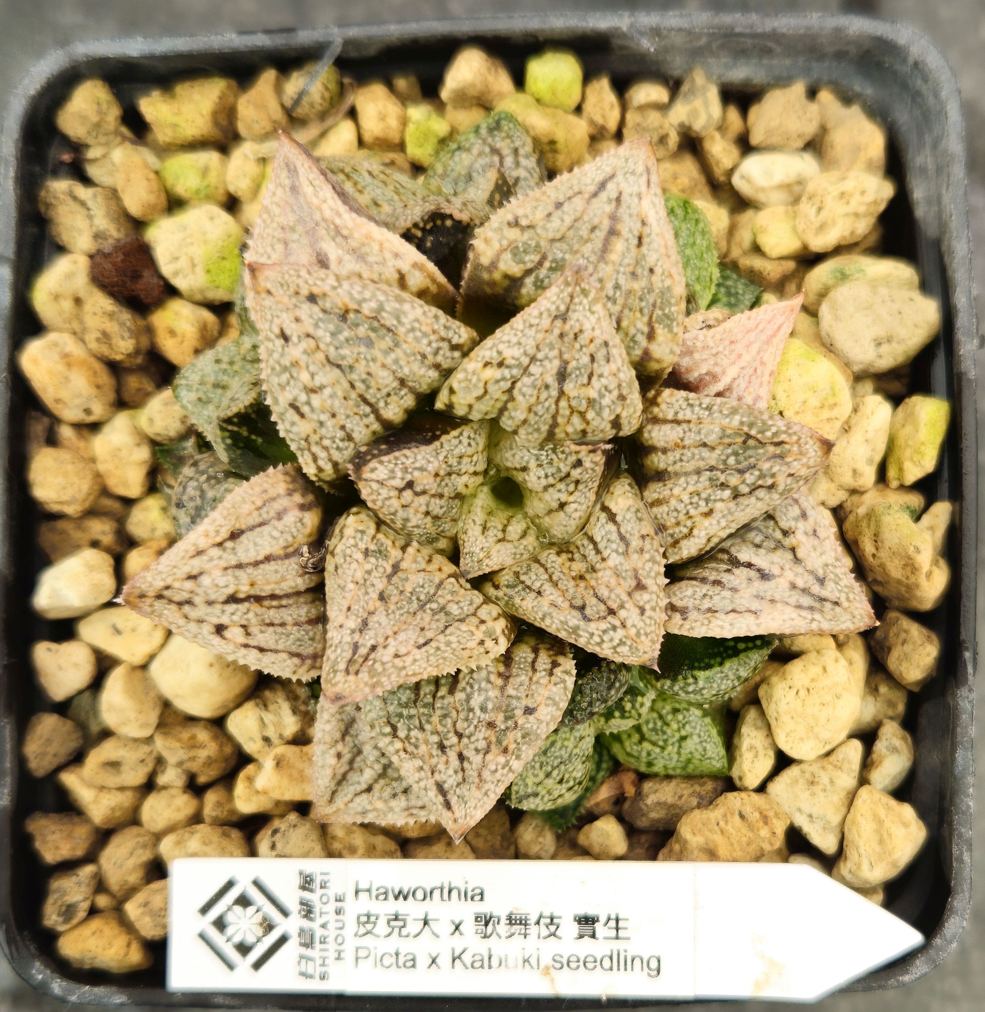 □[W032]白鳥部屋TS-60【多肉植物 Haworthia ハオルチア ハオルシア